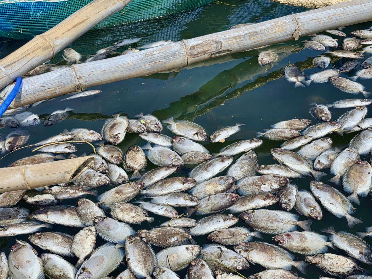 昆蒙湖养鱼者因台风后鱼全部死亡而痛哭